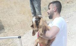 Kuyuya düşen keçi ve koyunları itfaiye kurtardı