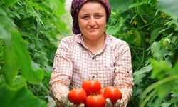 Her mevsim domates üretimi bölgeye katkı sağlıyor