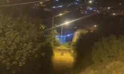 Gümüşhane'de ayı şehir merkezinde görüntülendi