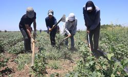 Hatay’da kavurucu sıcakta pamuk tarlasında 650 TL yevmiyeye zorlu mesai