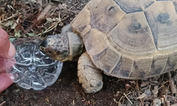 Kaplumbağaya gözyaşları içinde su içirdi