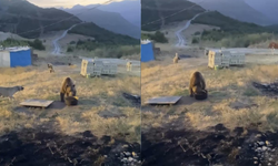 Karakolun davetsiz misafiri: Bozayı