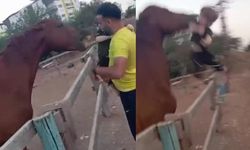 Attan beklenmedik hareket: Babasının kucağındaki çocuğu ısırarak alıp havaya fırlattı