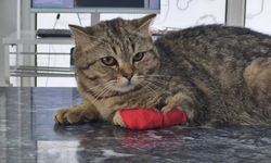 Düzce'den 420,3 ton kedi köpek maması ihraç edildi