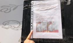 Eskişehir’de duyarsızlık tepki çekti: Kayıp kedi ilanlarını söküyorlar