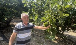 Antalya'da sıcak hava siyah incir rekoltesini yüzde 50 düşürdü