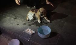 Eskişehir'de otomobilin çarptığı köpek için mahalleli seferber oldu