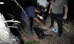 Ormanlık alanda ölü köpekler bulundu