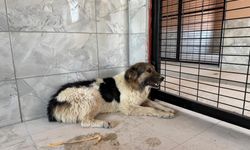 Sahibinin mezarından ayrılmayan köpek, sanatçı Ceylan Ertem'e emanet