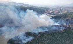 Tokat'ta orman yangını: 50 hektarlık alan kül oldu