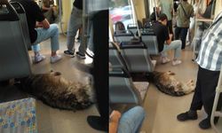 Sıcaktan bunalan köpek tramvaya sığındı