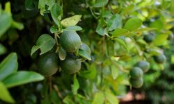 Limonda fiyatı düşürecek hasat başladı