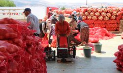 Amasya soğanı Avrupa'ya satılıyor