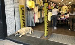 Sıcaktan bunalan köpek çareyi klimanın altına yatmakla buldu