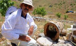 Ağaç kütüğünde doğal bal