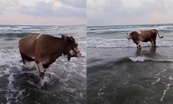 Kavurucu sıcaktan bunalan inek soluğu denizde aldı