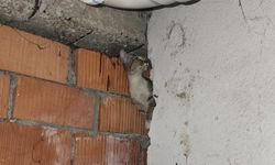 Eskişehir'de bina arasına sıkışan kedi ve yavruları kurtarıldı