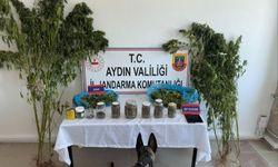 Jandarmadan uyuşturucu operasyonu: 12 şüpheli yakalandı