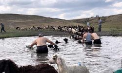 Kars'ta sıcakla mücadele: Sıcaktan etkilenen koyunları derede serinlettiler