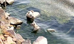Sıcaktan bunalan ayılar kendilerini Nemrut'un serin sularına attı