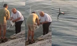 Oltaya balık yerine martı takıldı