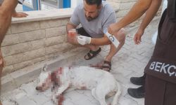 Hamile köpeğe tüfekle saldırı