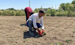 Eskişehirli çiftçinin alın teri kuraklığa ve yüksek maliyetlere yenik düştü