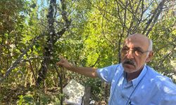 Eskişehir’de erik ağacı ağustosun sonunda çiçek açtı