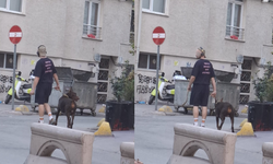 Eskişehir’de göz göre göre tehlike: Yasaklı ırk köpekler ağızlıksız gezdiriliyor