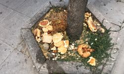 Eskişehir’de mama bırakılan noktalar hijyen sorunu yaratıyor