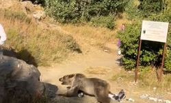 Kucağında bebekle ayı saldırısına uğradı