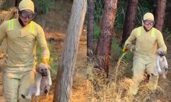 Orman ekipleri Çanakkale'de devam eden yangında kaplumbağa ve köpek yavrusunu kurtardı