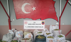 Fıstık hırsızlığına 13 gözaltı
