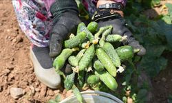 Dinar'da kornişon salatalık sezonu başladı