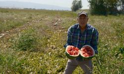 Sözleşmeli ekti 3 bin 500 ton karpuzu tarlada kaldı