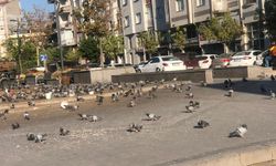 Eskişehir’de kuş pisliği sorunu büyüyor
