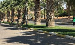 Sahipsiz köpekler Harran Üniversitesini mesken tuttu