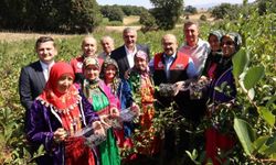 Balıkesir'de ilk aronya hasadı