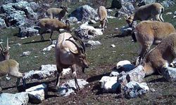 Yaban keçisi sürüsü fotokapanla görüntülendi
