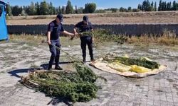 Alaca'da ele geçirilen 21 kök kenevir imha edildi