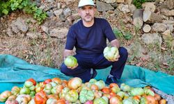 Yarım yüzyıllık ata tohumu domatesler köyleri şaşkına çevirdi
