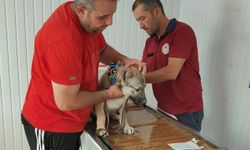 Evcil hayvan sahiplerine mikroçip uyarısı