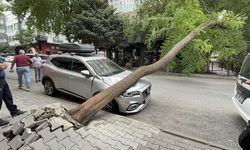 Ağaç otomobilin üzerine devrildi