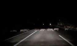 Domuzlara çarpmamak için karşı şeride geçti