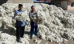 Gaziantep’in Araban ilçesinde pamuk hasadı başladı
