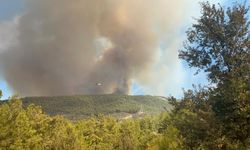 Alanya'da ormanlık alanda yangın