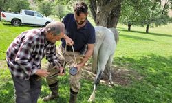 Kemaliye’nin son nalbant ustası yarım asırdır mesleğini sürdürüyor