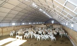 Tarım ve Orman Müdürlüğü hayvancılık desteklerini arttırdı: Eskişehir'de yararlanacak