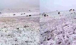 Erzurum’a mevsimin ilk karı yağdı
