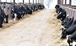 Süt üreticilerinden 'yem dayatması'na tepki